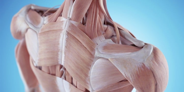 Предотвращение травм плеча и вращательной манжеты плеча — NASM